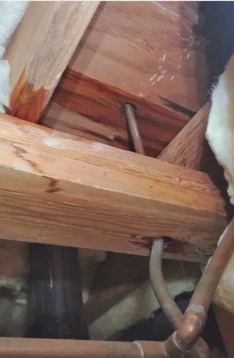 Plumbing leak detection showing plumbing access panel